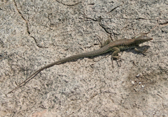 Pholidoscelis plei