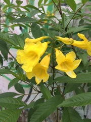 Tecoma stans