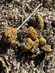 Candelariella rosulans