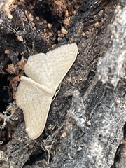 Scopula optivata