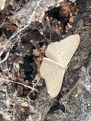 Scopula optivata