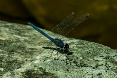 Trithemis dorsalis