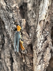 Chauliognathus tricolor