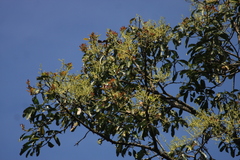 Persea macrantha