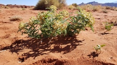 Asclepias macrosperma