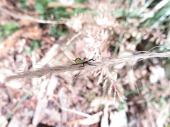 Coreoidea