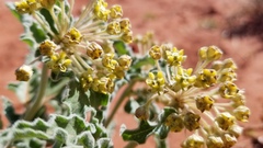 Asclepias macrosperma