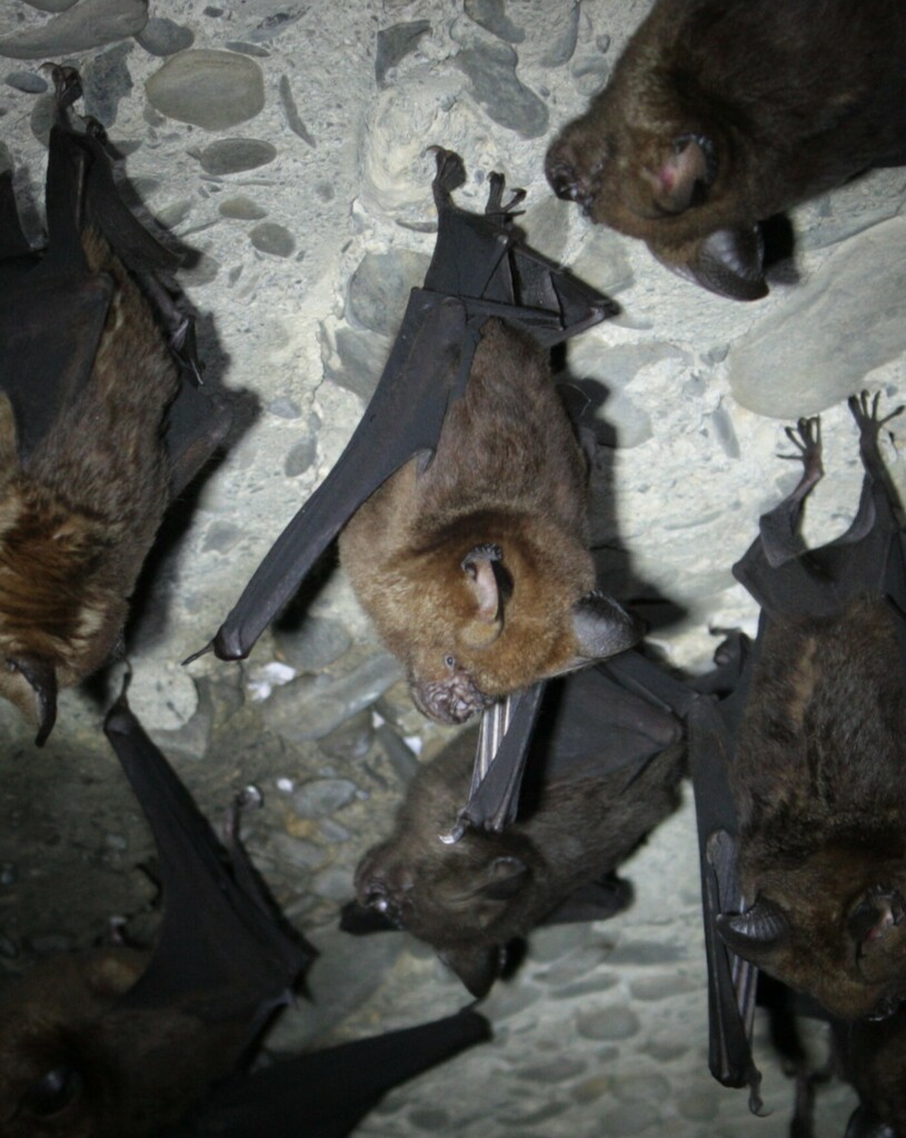 Great Himalayan Leaf-nosed Bat