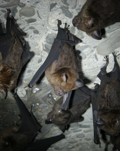 Great Himalayan Leaf-nosed Bat