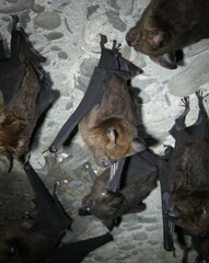 Hipposideros armiger terasensis