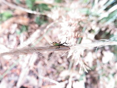 Coreoidea