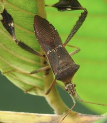 Leptoglossus concolor