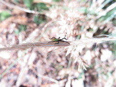 Coreoidea