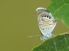 Brephidium exilis exilis