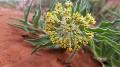 Asclepias macrosperma