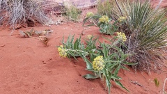 Asclepias macrosperma