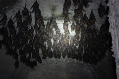 Hipposideros armiger terasensis