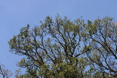 Syzygium densiflorum