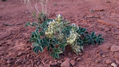 Pediomelum megalanthum