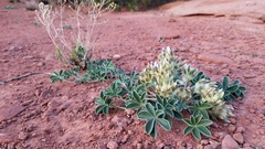 Pediomelum megalanthum