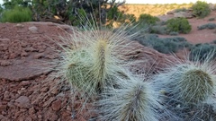 Opuntia trichophora
