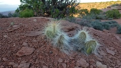 Opuntia trichophora