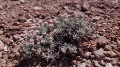 Eriogonum bicolor