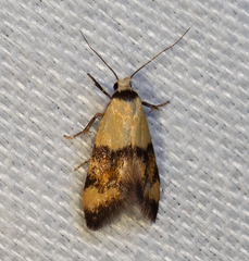 Olbonoma triptycha