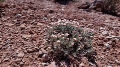 Eriogonum bicolor
