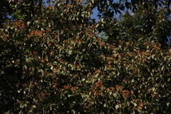 Beilschmiedia wightii