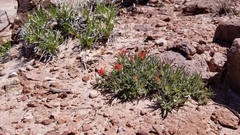 Castilleja scabrida