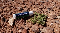 Phemeranthus brevifolius