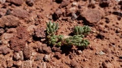 Phemeranthus brevifolius
