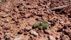 Phemeranthus brevifolius