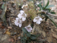 Penstemon albidus