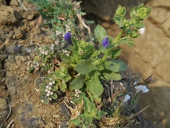 Stemodia durantifolia