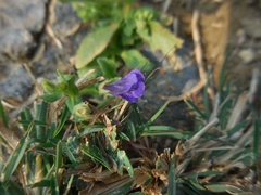 Stemodia durantifolia