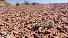 Phemeranthus brevifolius