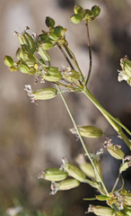 Silene douglasii douglasii