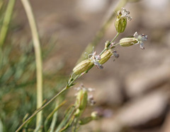 Silene douglasii douglasii