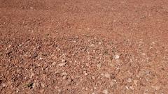 Phemeranthus brevifolius