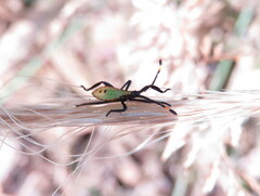 Coreoidea