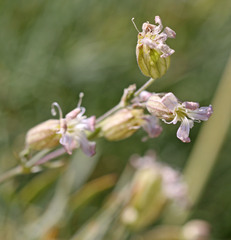 Silene douglasii douglasii
