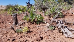 Asclepias macrosperma
