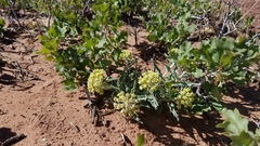 Asclepias macrosperma