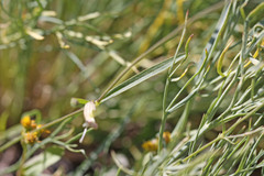 Silene douglasii douglasii