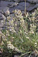 Silene douglasii douglasii