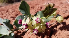 Asclepias cryptoceras