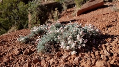 Eriogonum bicolor