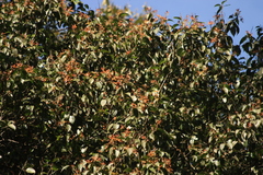 Beilschmiedia wightii